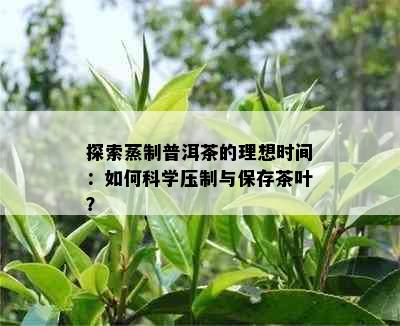 探索蒸制普洱茶的理想时间：如何科学压制与保存茶叶？