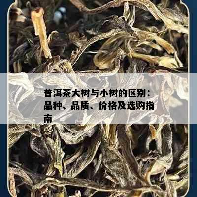 普洱茶大树与小树的区别：品种、品质、价格及选购指南