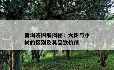 普洱茶树龄揭秘：大树与小树的区别及其品饮价值