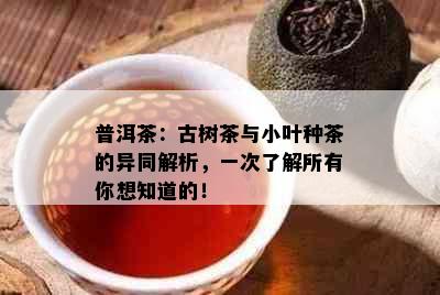 普洱茶：古树茶与小叶种茶的异同解析，一次了解所有你想知道的！