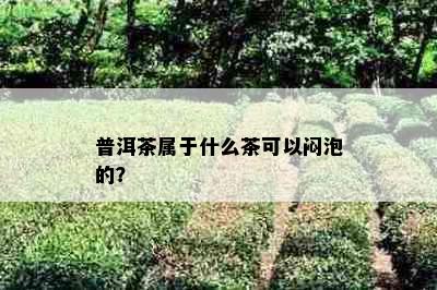 普洱茶属于什么茶可以闷泡的？