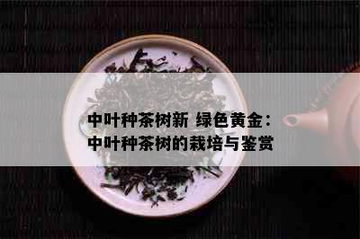 中叶种茶树新 绿色黄金：中叶种茶树的栽培与鉴赏