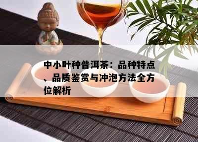 中小叶种普洱茶：品种特点、品质鉴赏与冲泡方法全方位解析