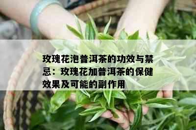 玫瑰花泡普洱茶的功效与禁忌：玫瑰花加普洱茶的保健效果及可能的副作用