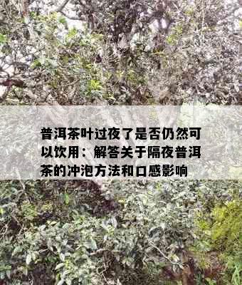 普洱茶叶过夜了是否仍然可以饮用：解答关于隔夜普洱茶的冲泡方法和口感影响