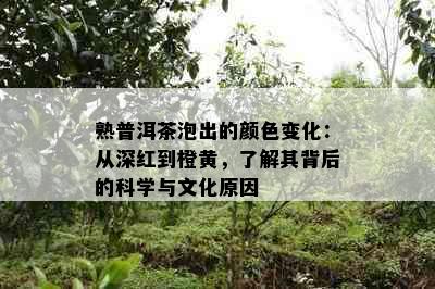 熟普洱茶泡出的颜色变化：从深红到橙黄，了解其背后的科学与文化原因