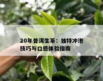 20年普洱生茶：独特冲泡技巧与口感体验指南