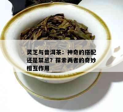 灵芝与普洱茶：神奇的搭配还是禁忌？探索两者的奇妙相互作用