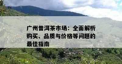 广州普洱茶市场：全面解析购买、品质与价格等问题的更佳指南