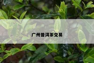 广州普洱茶交易