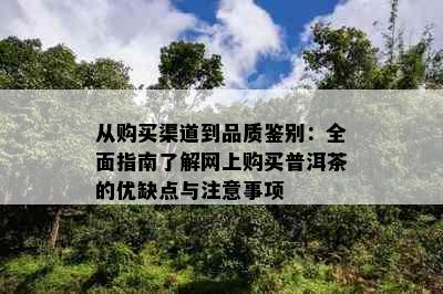 从购买渠道到品质鉴别：全面指南了解网上购买普洱茶的优缺点与注意事项