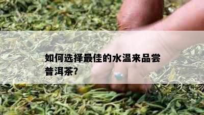 如何选择更佳的水温来品尝普洱茶？