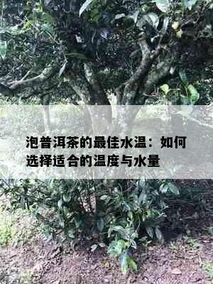 泡普洱茶的更佳水温：如何选择适合的温度与水量