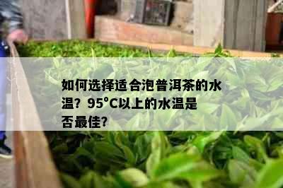 如何选择适合泡普洱茶的水温？95°C以上的水温是否更佳？