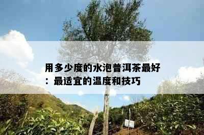 用多少度的水泡普洱茶更好：最适宜的温度和技巧