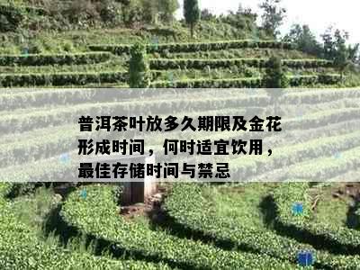 普洱茶叶放多久期限及金花形成时间，何时适宜饮用，更佳存储时间与禁忌