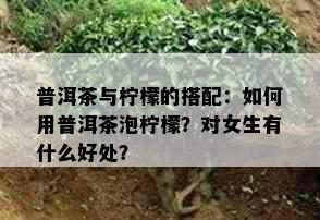 普洱茶与柠檬的搭配：如何用普洱茶泡柠檬？对女生有什么好处？