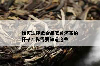 如何选择适合品茗普洱茶的杯子？你需要知道这些