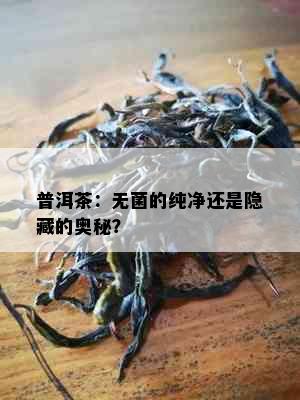 普洱茶：无菌的纯净还是隐藏的奥秘？