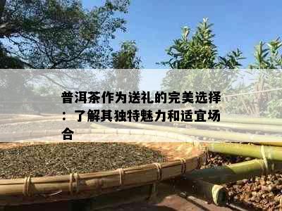 普洱茶作为送礼的完美选择：了解其独特魅力和适宜场合