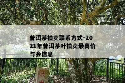 普洱茶拍卖联系方式-2021年普洱茶叶拍卖更高价与会信息