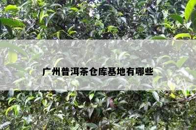 广州普洱茶仓库基地有哪些