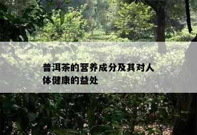 普洱茶的营养成分及其对人体健康的益处