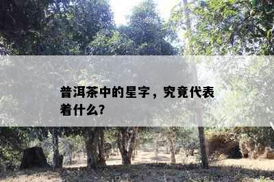 普洱茶中的星字，究竟代表着什么？