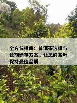 全方位指南：普洱茶选择与长期储存方案，让您的茶叶保持更佳品质