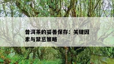 普洱茶的妥善保存：关键因素与禁忌策略