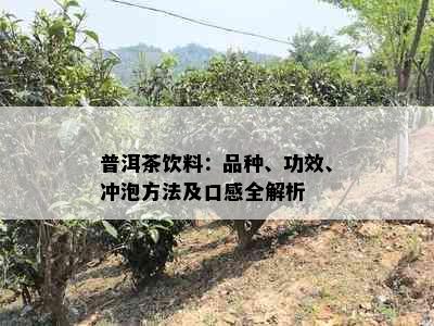 普洱茶饮料：品种、功效、冲泡方法及口感全解析