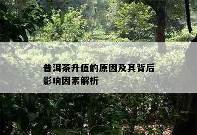 普洱茶升值的原因及其背后影响因素解析