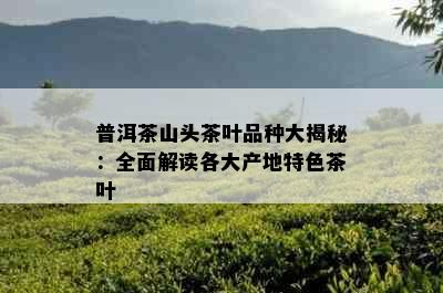 普洱茶山头茶叶品种大揭秘：全面解读各大产地特色茶叶