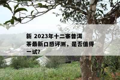 新 2023年十二寨普洱茶最新口感评测，是否值得一试？