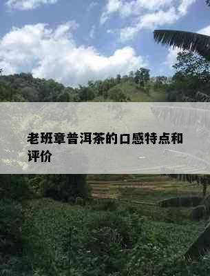 老班章普洱茶的口感特点和评价