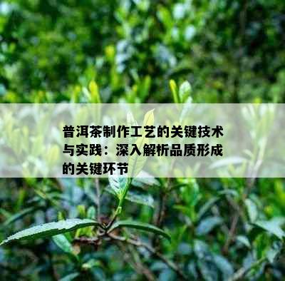 普洱茶制作工艺的关键技术与实践：深入解析品质形成的关键环节