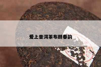 爱上普洱茶布朗春韵