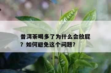 普洱茶喝多了为什么会放屁？如何避免这个问题？