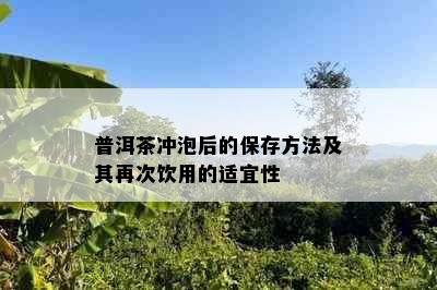 普洱茶冲泡后的保存方法及其再次饮用的适宜性