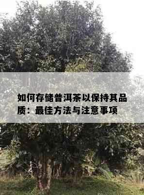 如何存储普洱茶以保持其品质：更佳方法与注意事项