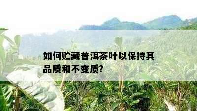 如何贮藏普洱茶叶以保持其品质和不变质？