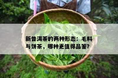 新普洱茶的两种形态：毛料与饼茶，哪种更值得品鉴？