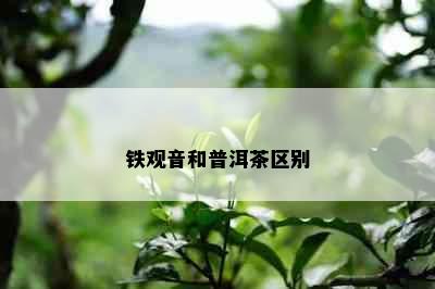 铁观音和普洱茶区别