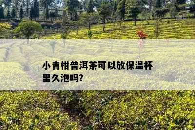 小青柑普洱茶可以放保温杯里久泡吗？