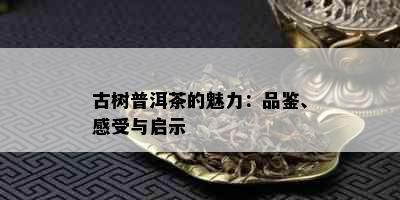 古树普洱茶的魅力：品鉴、感受与启示