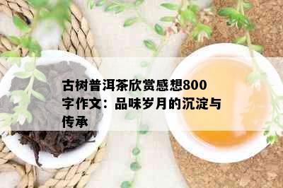 古树普洱茶欣赏感想800字作文：品味岁月的沉淀与传承