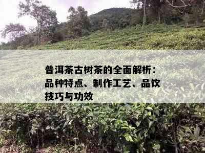 普洱茶古树茶的全面解析：品种特点、制作工艺、品饮技巧与功效