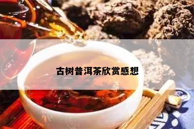 古树普洱茶欣赏感想