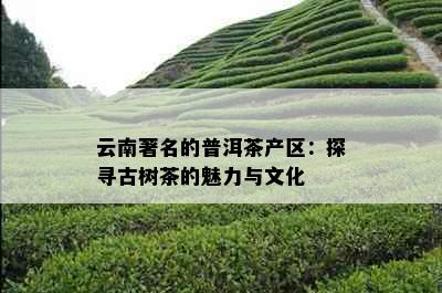 云南著名的普洱茶产区：探寻古树茶的魅力与文化