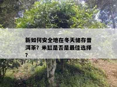 新如何安全地在冬天储存普洱茶？米缸是否是更佳选择？